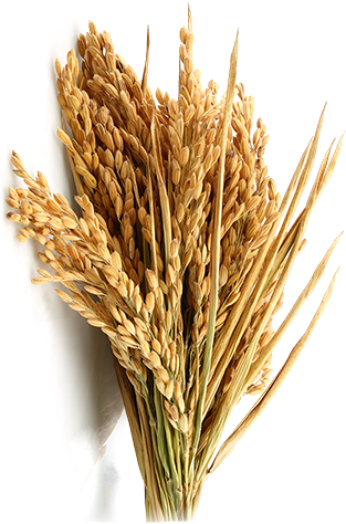 Grain-PNG-Image